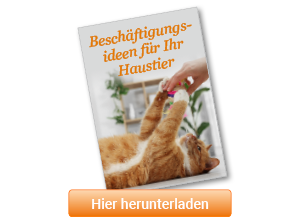 Beschäftigungsideen für Haustiere